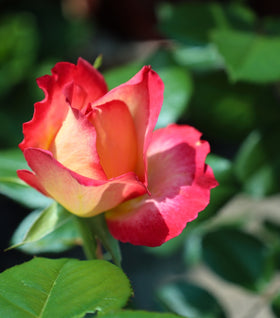 Rainbow Sorbet Floribunda Rose – Tree Form