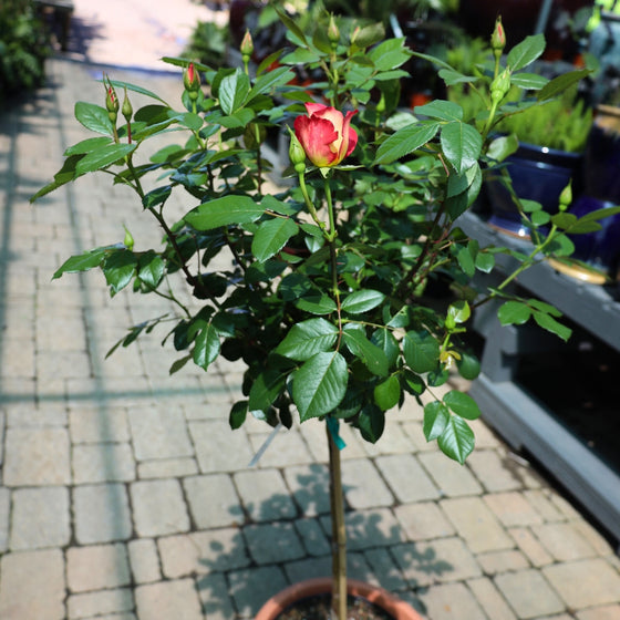potted rainbow sorbet floribunda rose tree-form