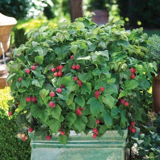 Rubus Raspberry Shortcake shrub with plentiful berries planted in a patio container