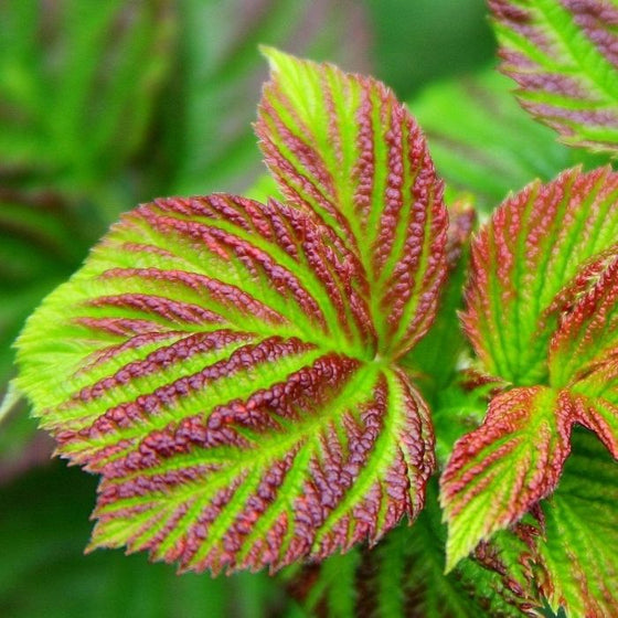 Raspberry Shortcake Raspberry Bushes