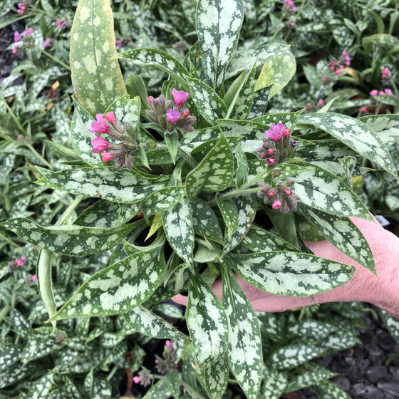 Silver-spotted pointed foliage of Raspberry Splash Pulmonaria growing in a partially shaded garden