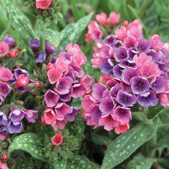 Close-up of Raspberry Splash Lungwort showing raspberry-pink funnel-shaped flowers aging toward purple