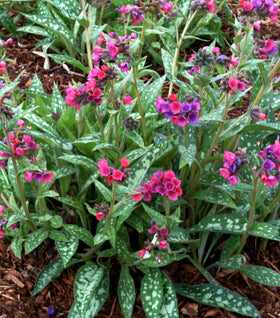 Raspberry Splash Lungwort