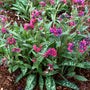 Raspberry Splash Lungwort with raspberry-coral spring flowers above upright green leaves heavily marked with silver spots