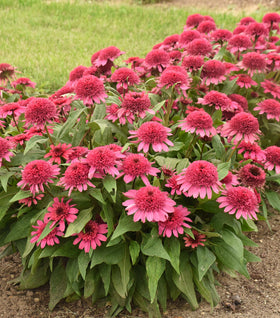 Raspberry Truffle Coneflower