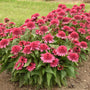 Mature Raspberry Truffle Coneflower clump with dark green foliage and coral-pink summer blooms