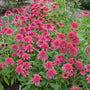 Raspberry Truffle Coneflower with double coral-pink flowers, raspberry centers, and dark stems in a sunny perennial garden
