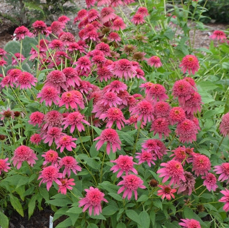 Raspberry Truffle Coneflower with double coral-pink flowers, raspberry centers, and dark stems in a sunny perennial garden