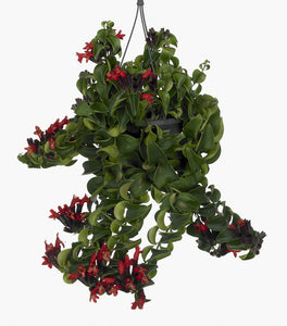 Rasta Lipstick Plants