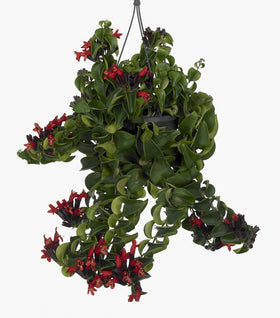 Rasta Lipstick Plants