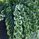 curly leaves on the rasta lip stick plant
