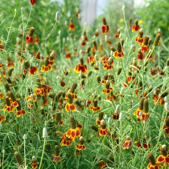 Ratiba Red Midget Upright Prairie Coneflower growing in mass