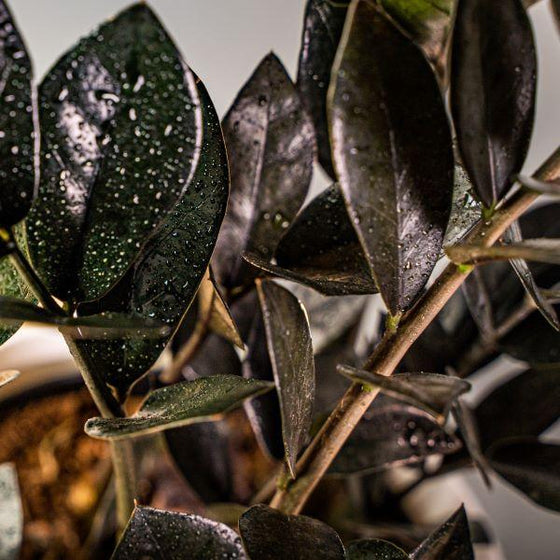 close view of Raven ZZ 