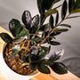 Raven ZZ Plants dark succulent upright  foliage that runs opposite along the stem