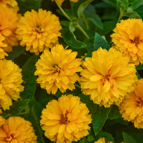 Close-up of Rays for Days Heliopsis showing multiple layers of overlapping golden-yellow petals