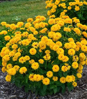 Rays for Days Heliopsis