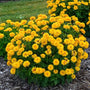 Rays for Days Heliopsis covered in densely double golden-yellow zinnia-like flowers above a compact green mound