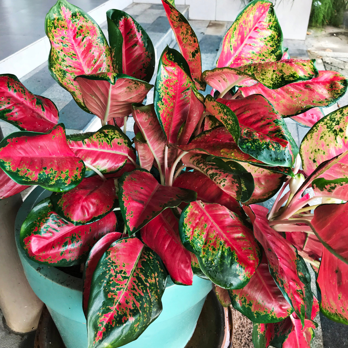 Red Aglaonema House Plants for Sale | Garden Goods Direct Red Aglaonema House Plants for Sale | Garden Goods Direct
