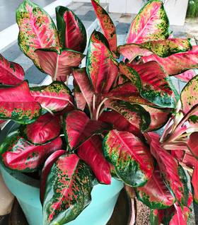 Red Aglaonema