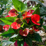Red anthurium tropical indoor houseplant blooms