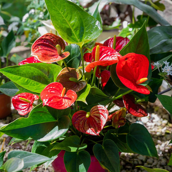 Red anthurium tropical indoor houseplant blooms