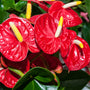 close up of red anthurium blooms