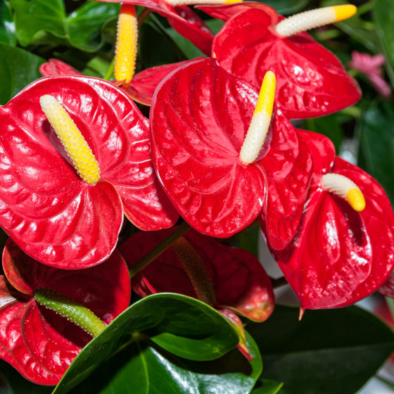 close up of red anthurium blooms