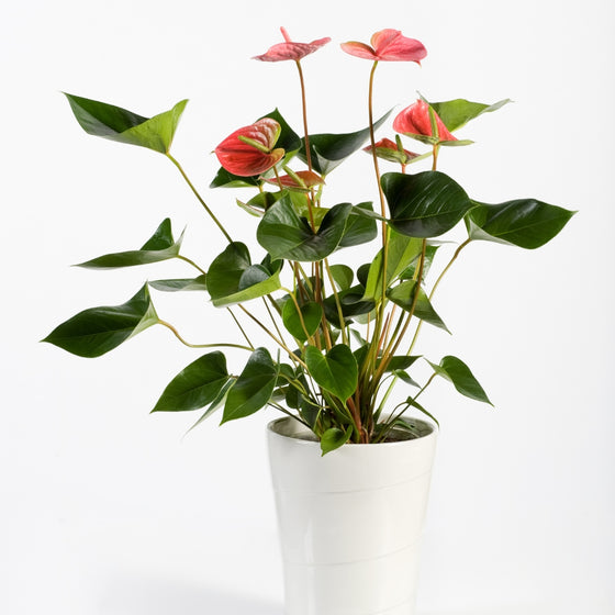 anthurium red one by hallmark flowers Anthurium andreanum