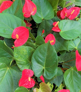 Red Anthurium
