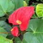 close view of Red Anthurium glossy flower