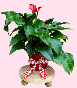 Red Anthurium