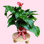 valentines plant red anthurium