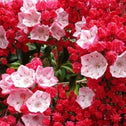 Red Bandit Mountain Laurel Shrub
