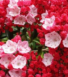 Red Bandit Mountain Laurel