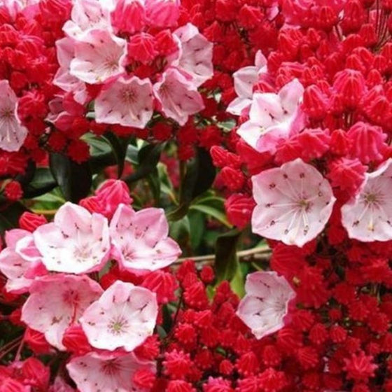 Red Bandit Mountain Laurel Shrub