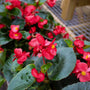 close up of red begonia plants