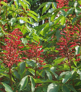 Red Buckeye Shrubs