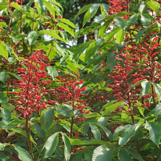 vibrant green leaves of red buckeye shrub with red flowers