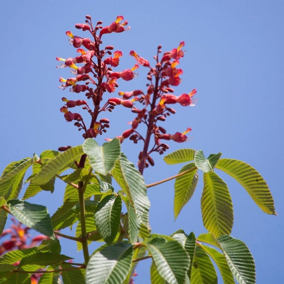 vibrant red flower clusters on red buckeye flowering shrub