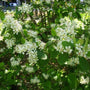 before berries chokeberry shrubs bloom pure white flowers