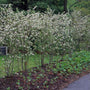 aronia shrubs planted in mass in a pathway garden
