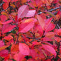 red aronia shrub leaves in fall are a vibrant orange red