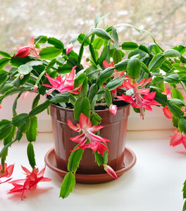 Red Christmas Cactus