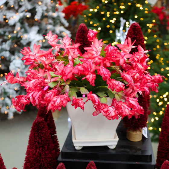 flourishing red christmas cactus in a warmly lit christmas display