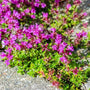 red creeping thyme with red-pink flowers and green foliage next to a sidewalk