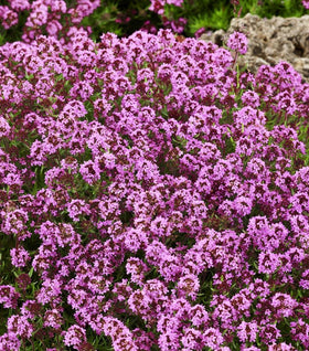Red Creeping Thyme