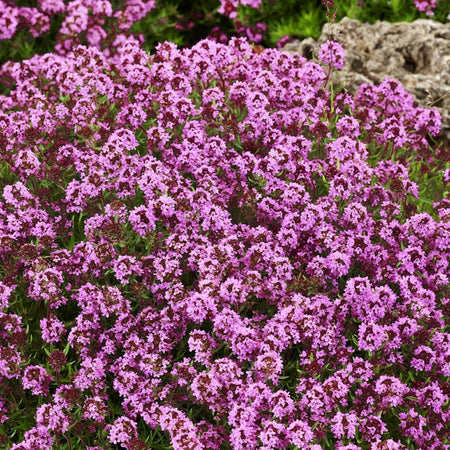 Red Creeping Thyme