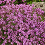 Red Creeping Thyme Flowers