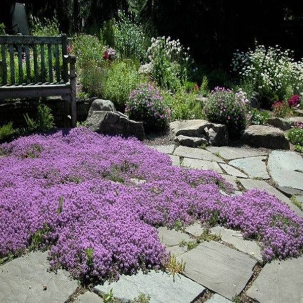 Creeping Thyme Ground Cover Creeping thyme ground cover