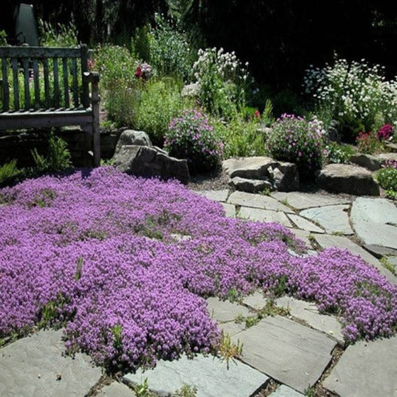 Creeping Thyme grown inbetween stepping stones